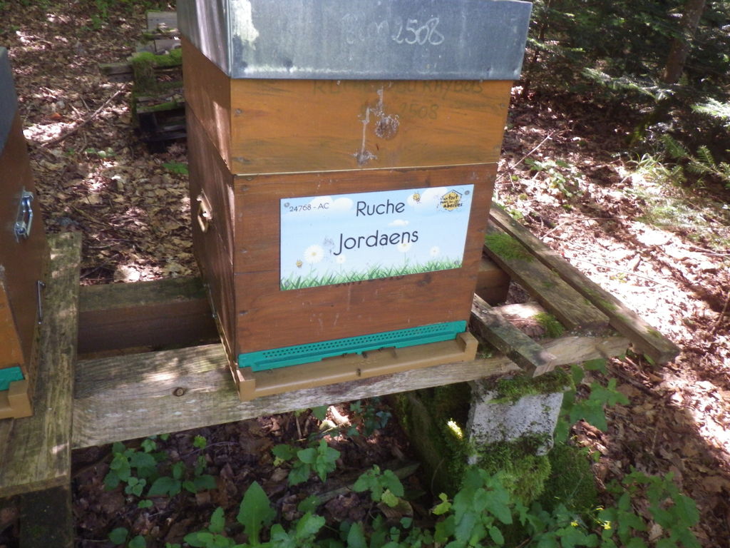 La ruche Jordaens
