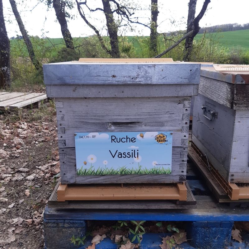 La ruche Vassili