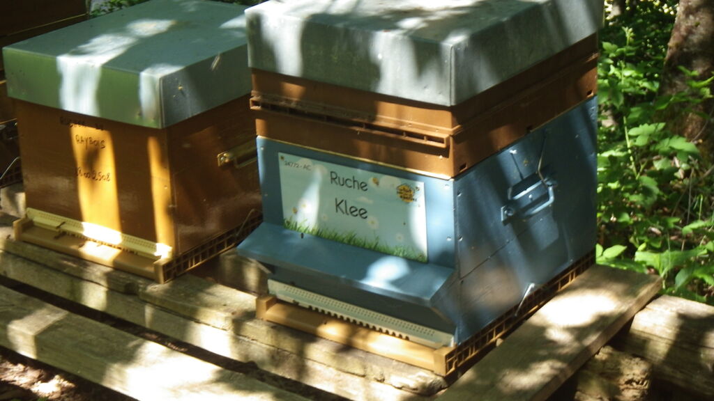 La ruche Klee