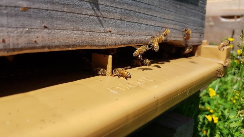 La ruche Artisan peintre DB decor