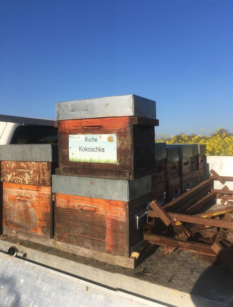 La ruche Kokoschka