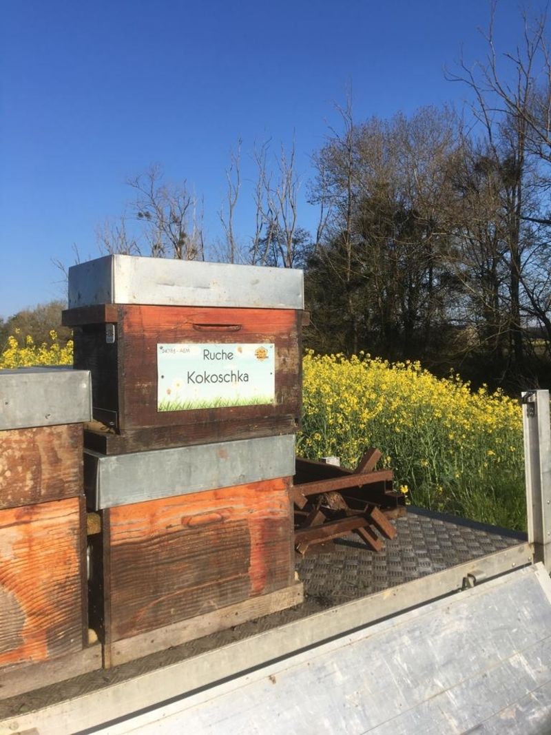 La ruche Kokoschka