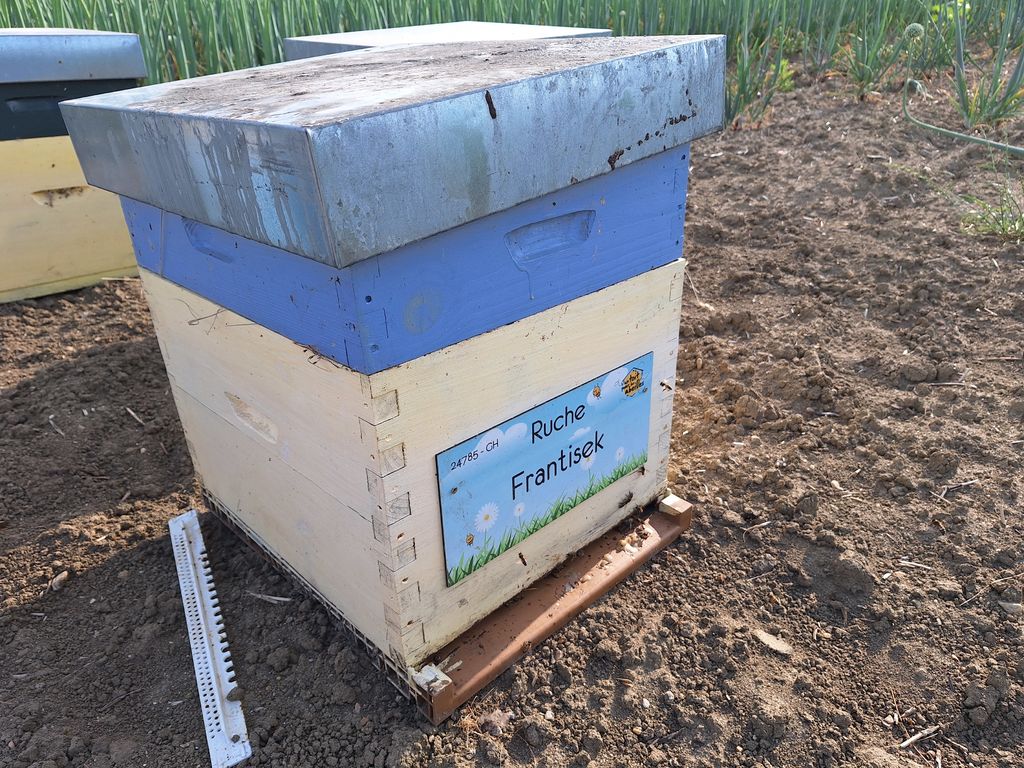 La ruche Frantisek