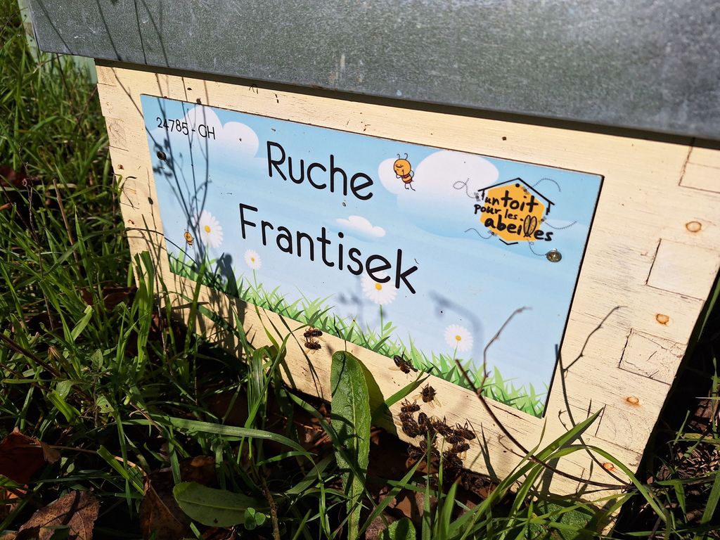 La ruche Frantisek