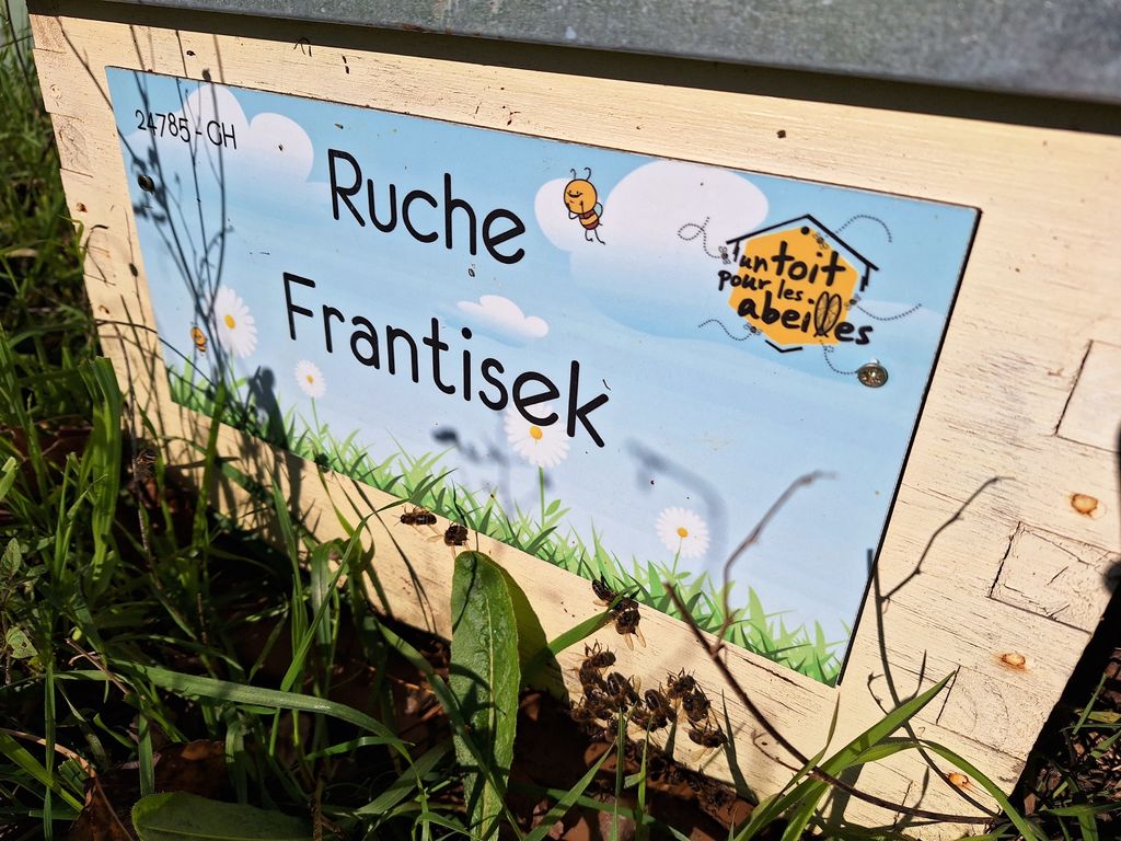 La ruche Frantisek