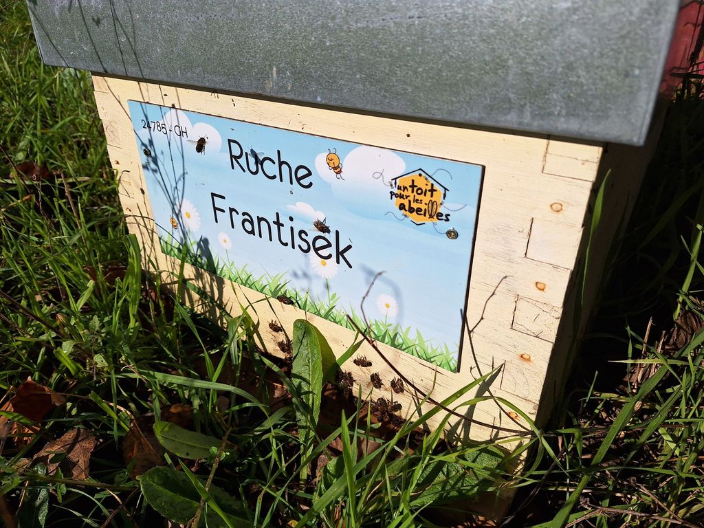 La ruche Frantisek