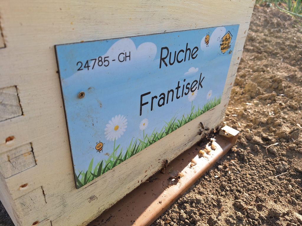 La ruche Frantisek