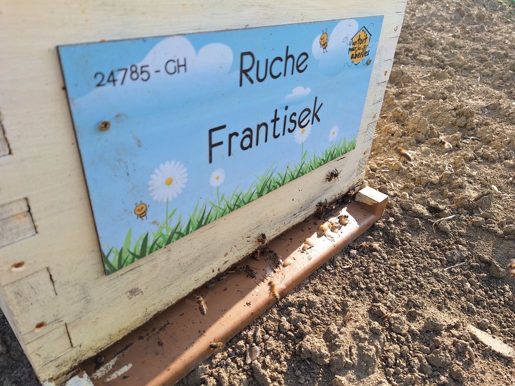 La ruche Frantisek