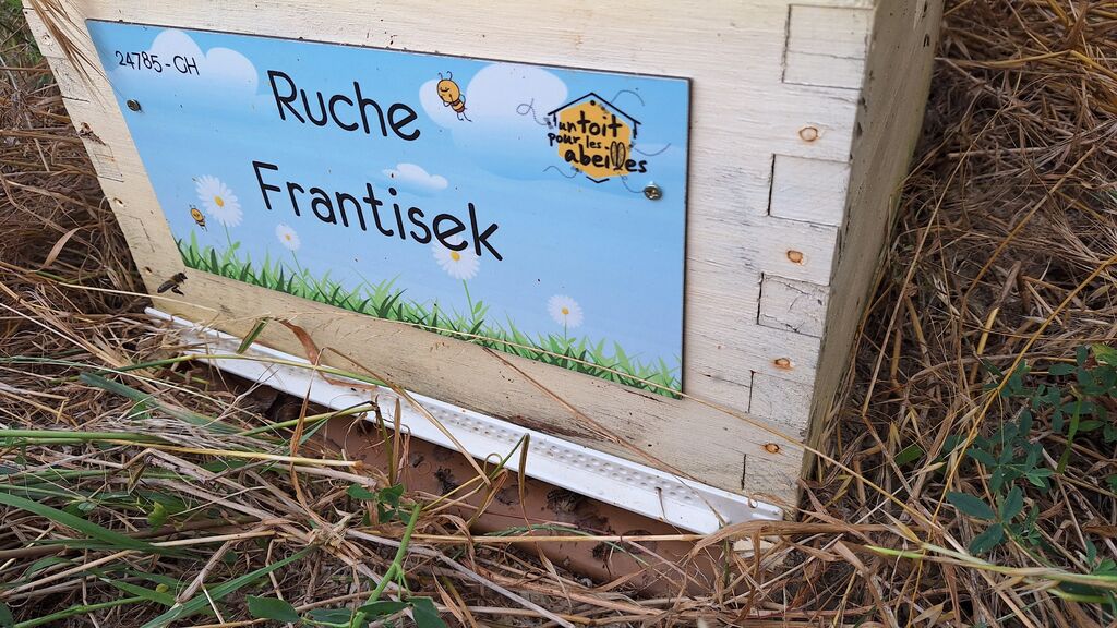 La ruche Frantisek