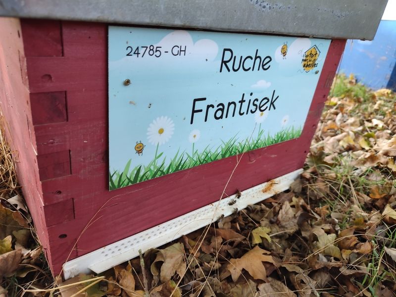 La ruche Frantisek