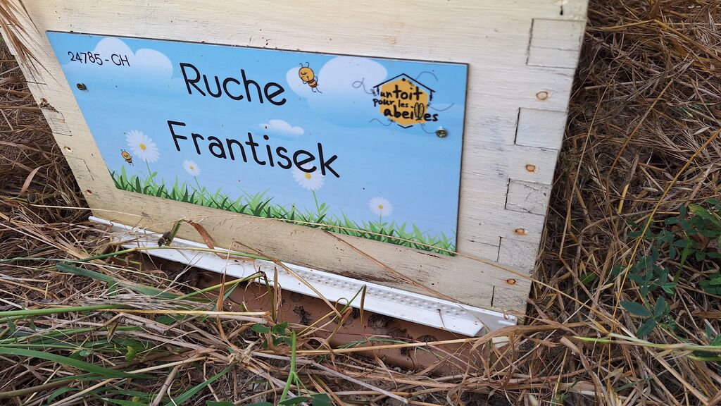 La ruche Frantisek