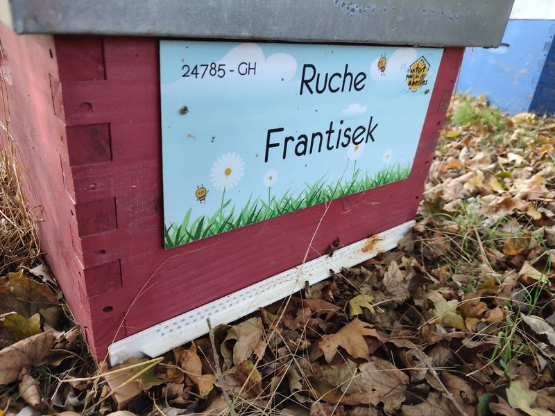La ruche Frantisek