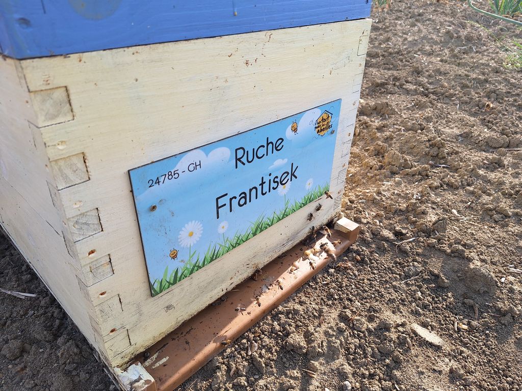 La ruche Frantisek