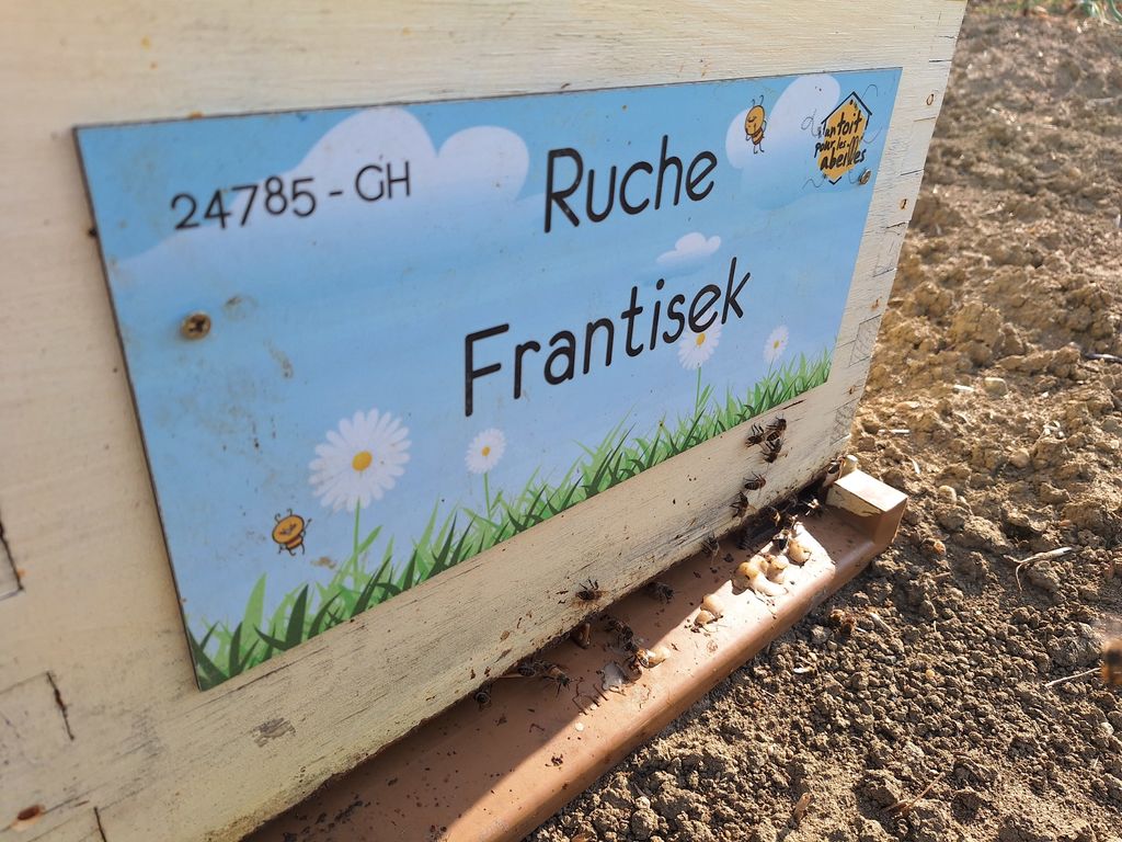 La ruche Frantisek