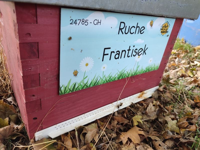 La ruche Frantisek