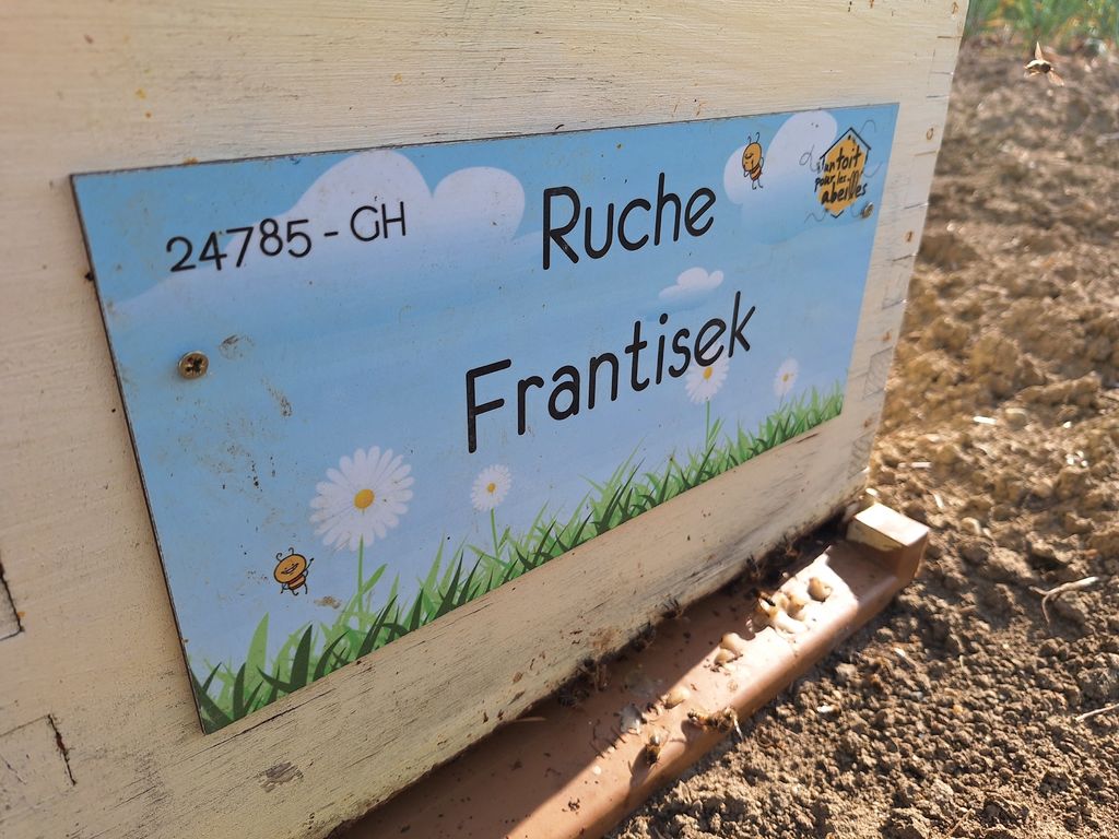 La ruche Frantisek