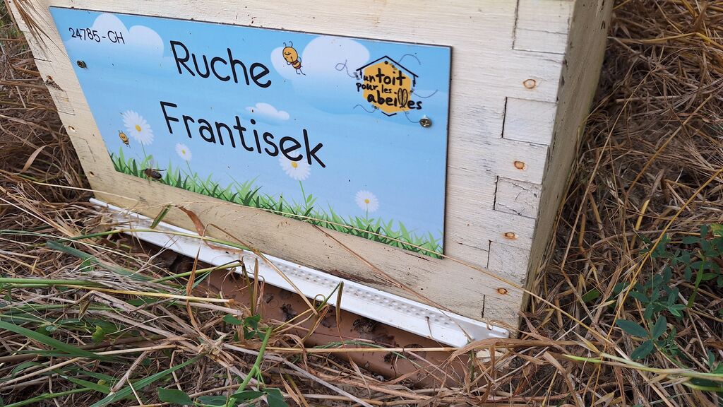 La ruche Frantisek