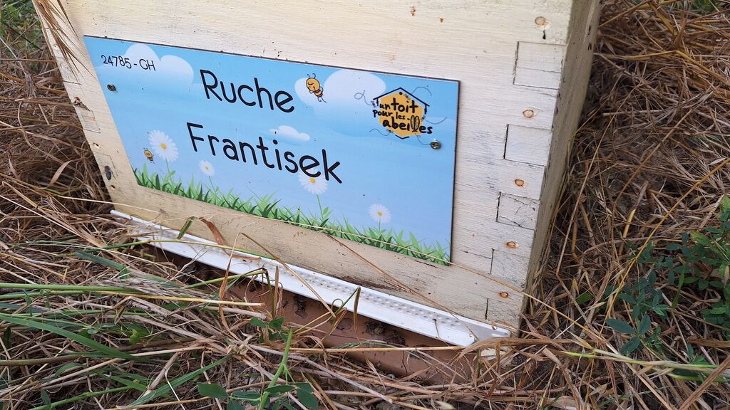 La ruche Frantisek