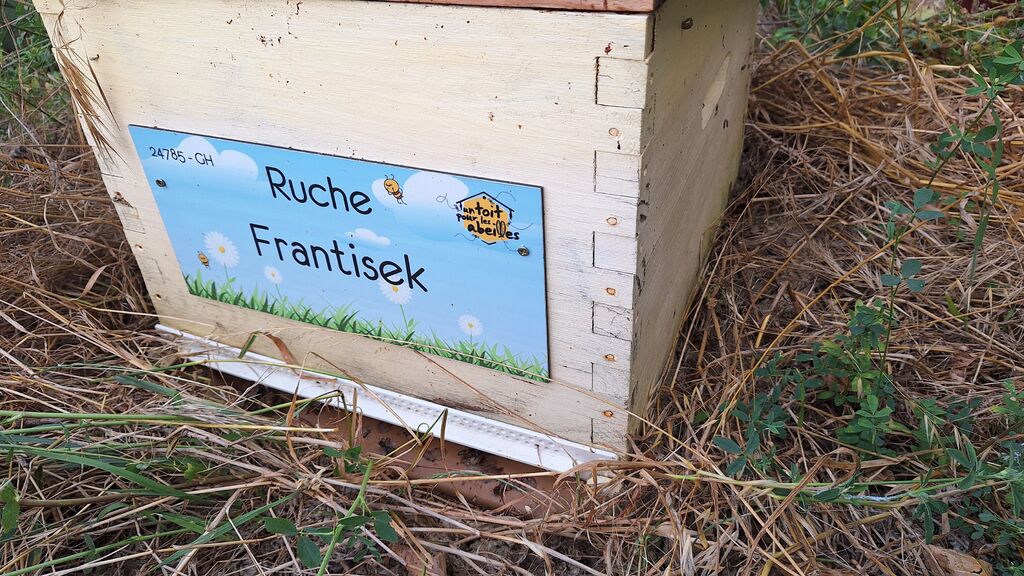 La ruche Frantisek