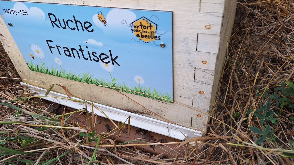 La ruche Frantisek