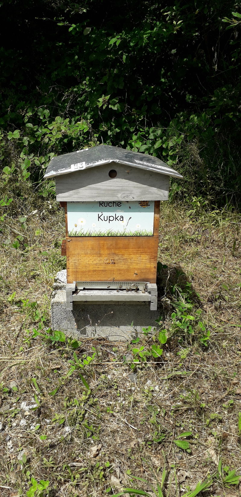 La ruche Kupka
