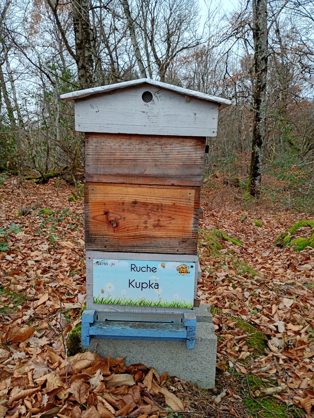 La ruche Kupka