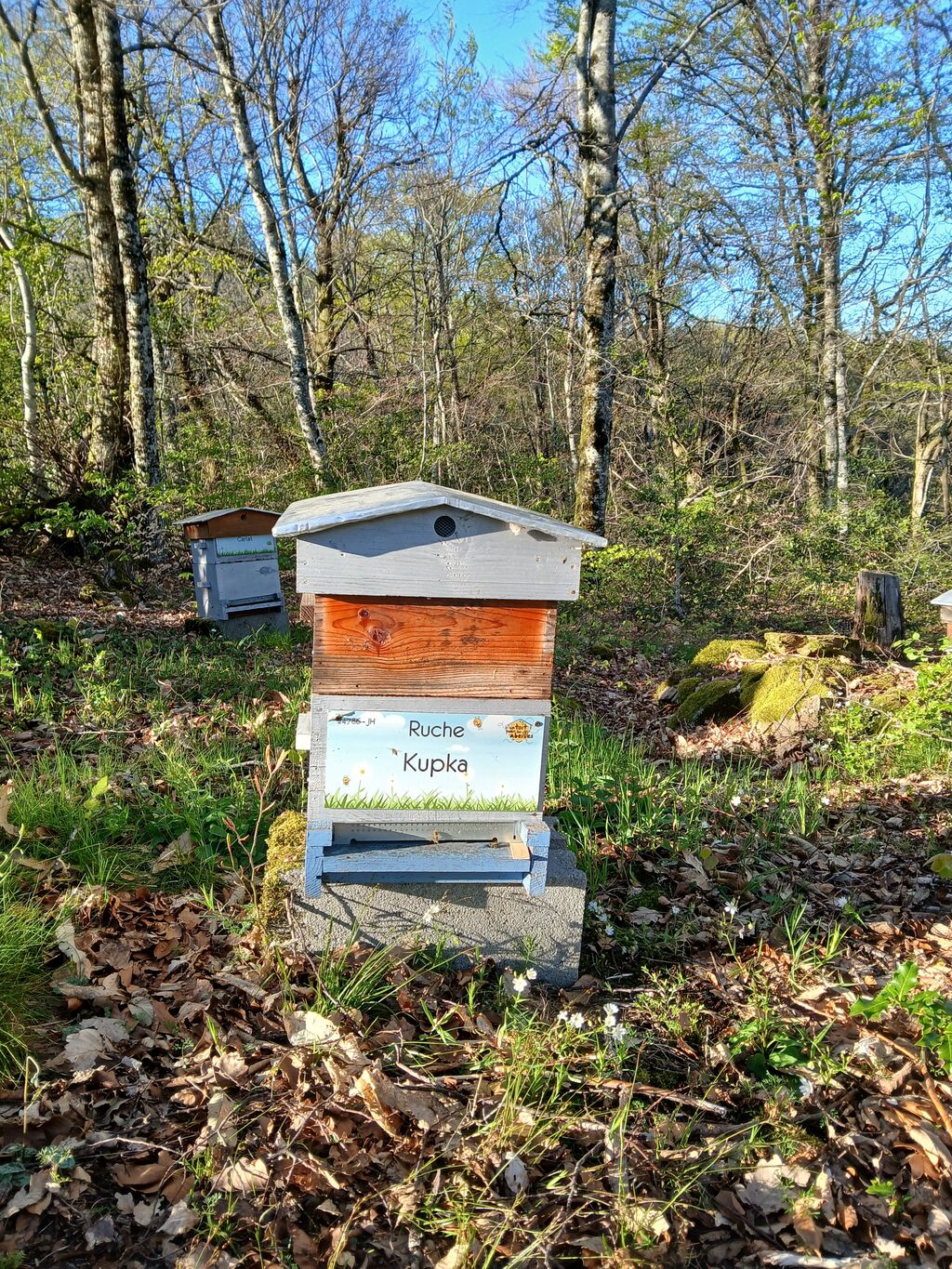 La ruche Kupka