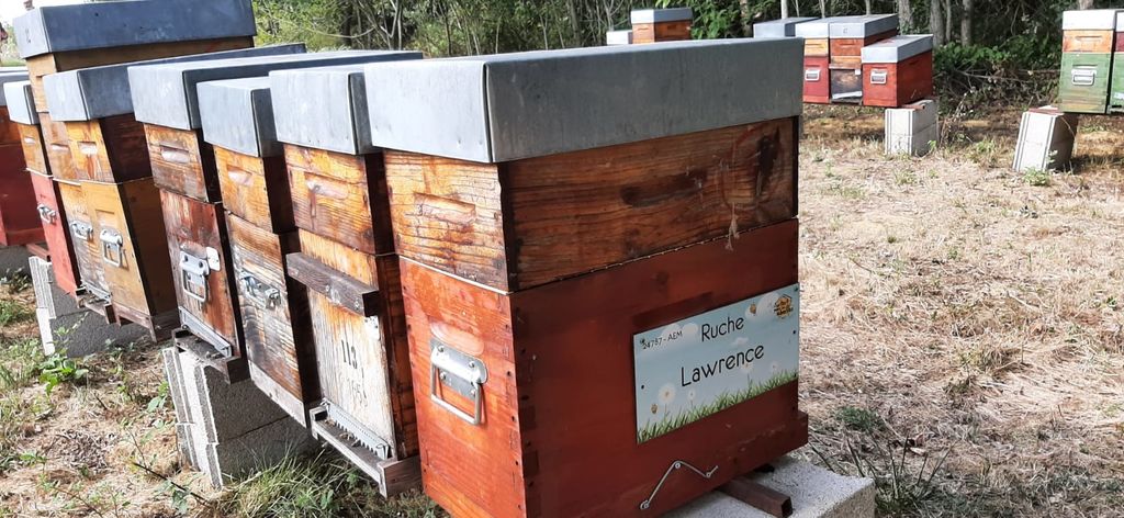 La ruche Lawrence