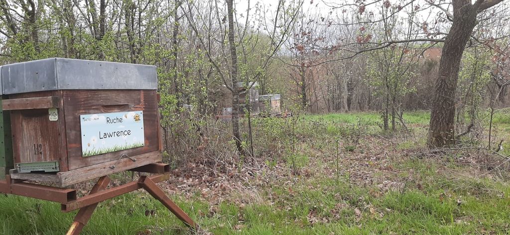La ruche Lawrence