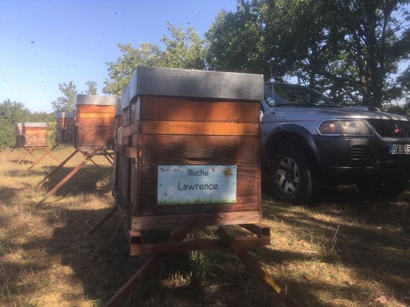 La ruche Lawrence