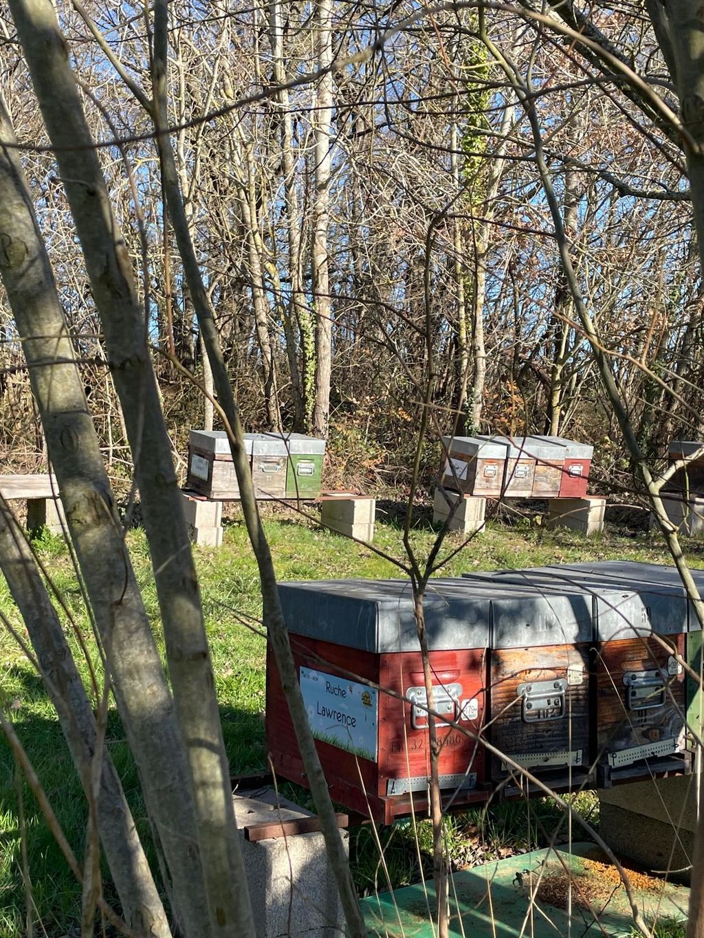 La ruche Lawrence