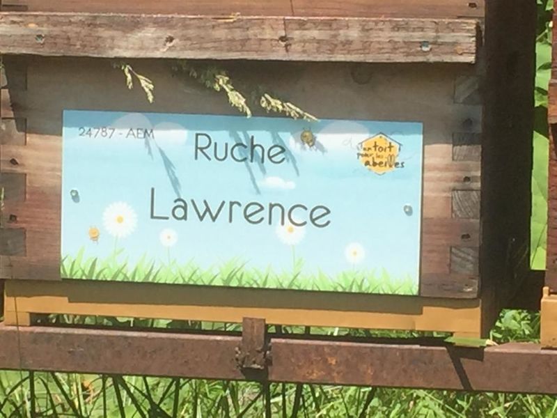 La ruche Lawrence