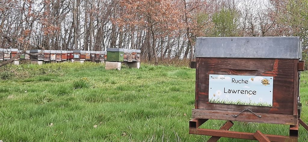 La ruche Lawrence