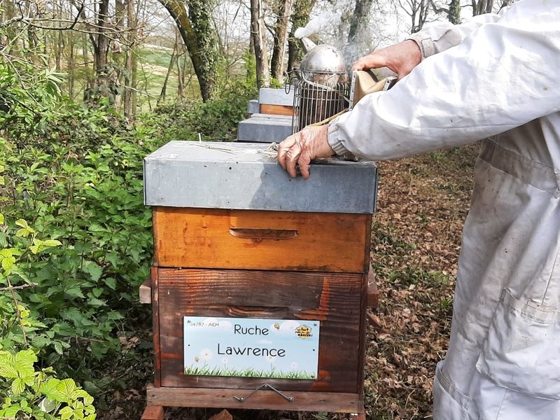 La ruche Lawrence