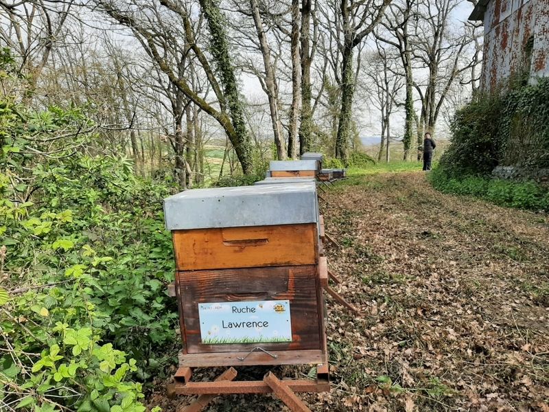 La ruche Lawrence