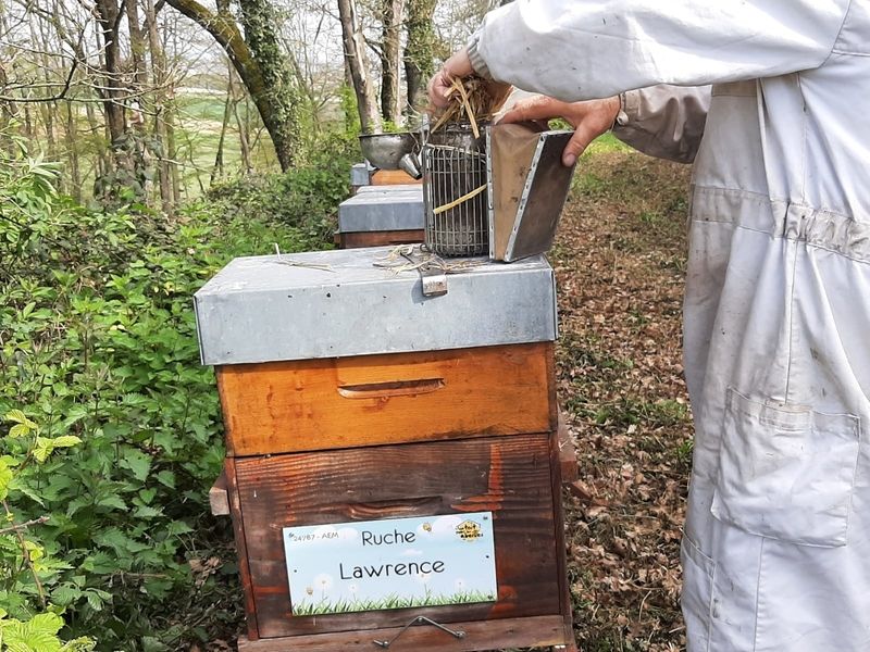 La ruche Lawrence