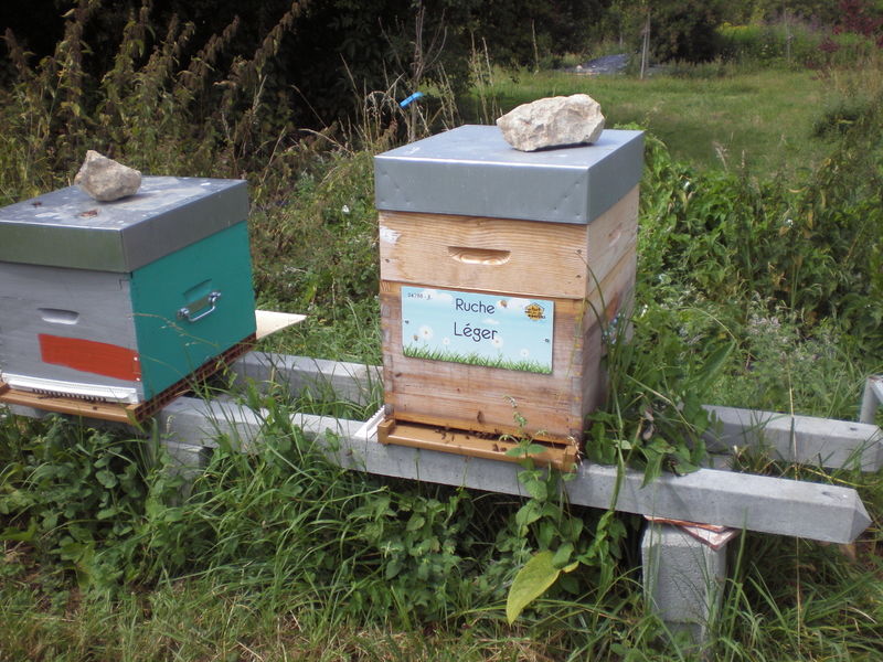 La ruche Léger