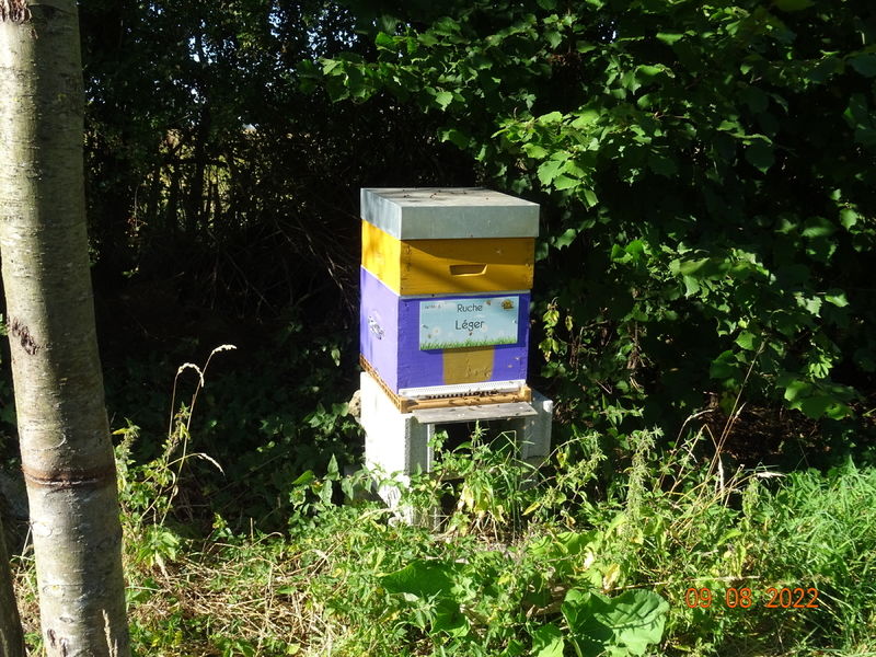La ruche Léger