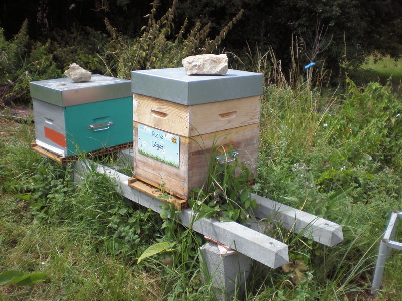 La ruche Léger