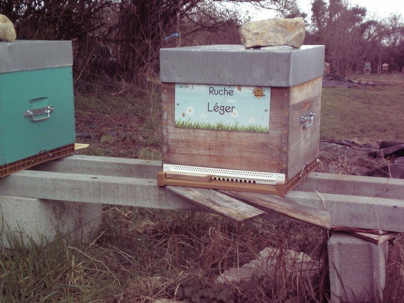 La ruche Léger