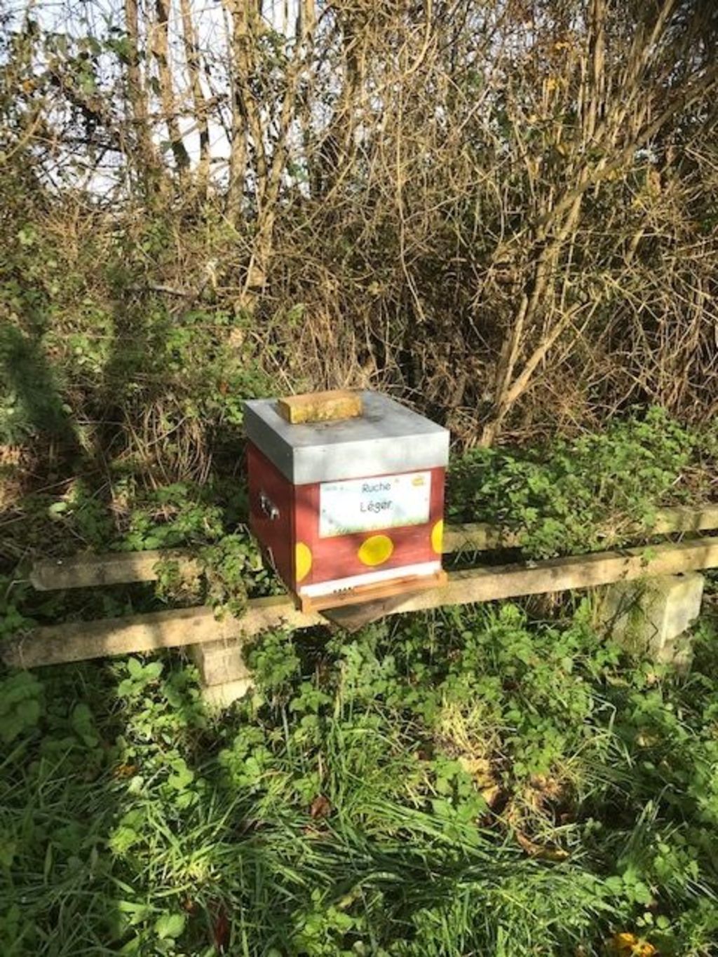 La ruche Léger