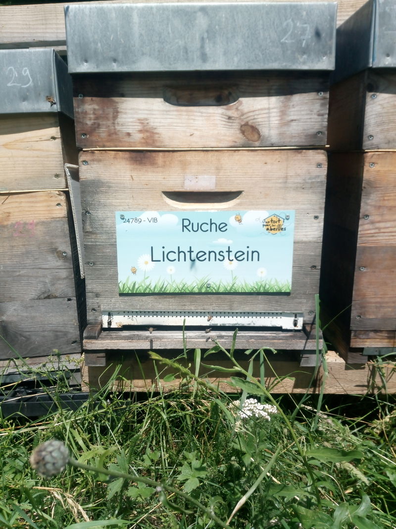 La ruche