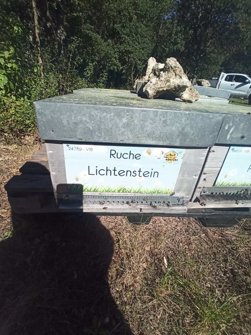 La ruche Lichtenstein