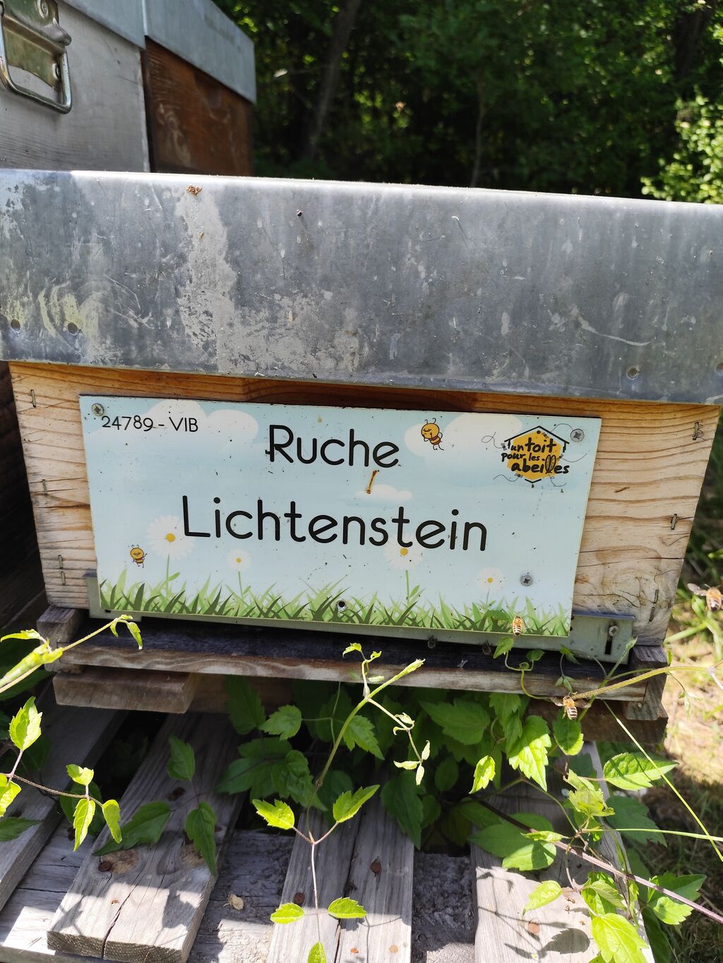 La ruche Lichtenstein