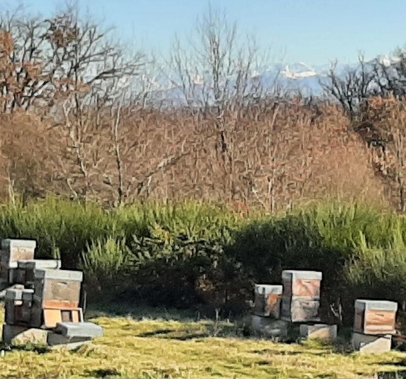 La ruche Filippino-Lippi