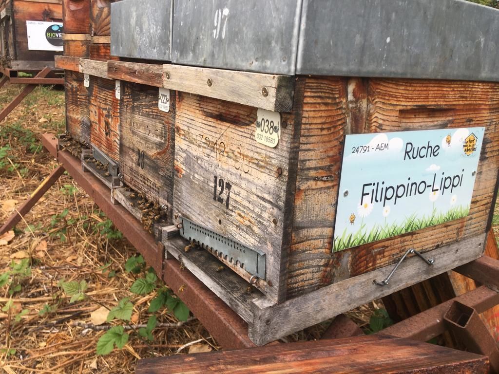 La ruche Filippino-Lippi