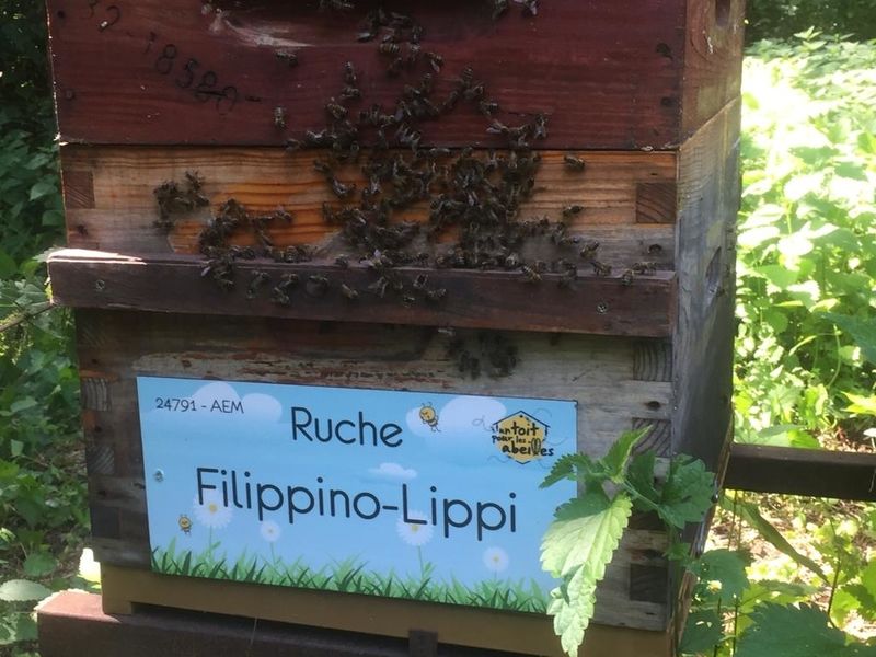 La ruche Filippino-Lippi