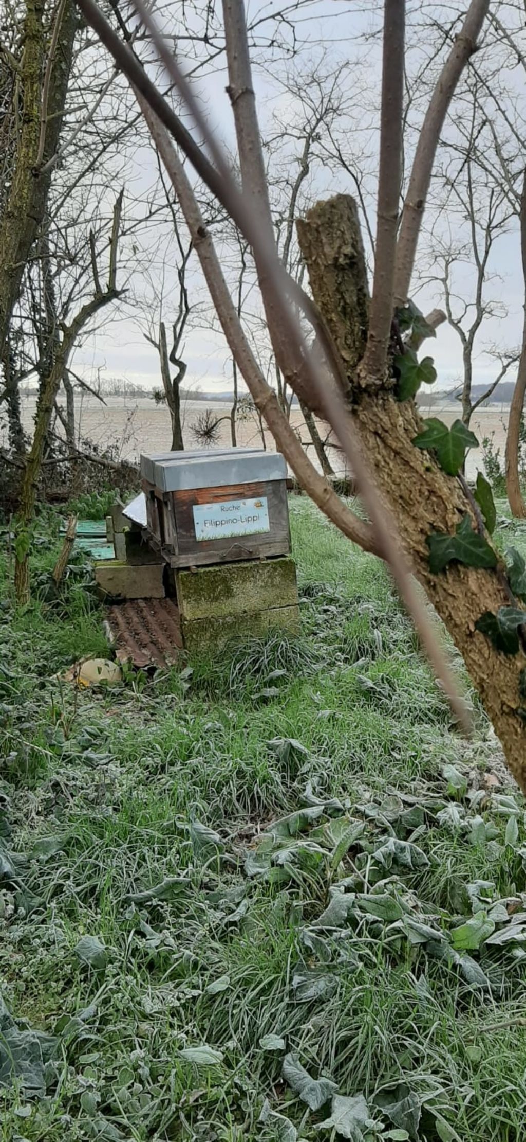 La ruche Filippino-Lippi