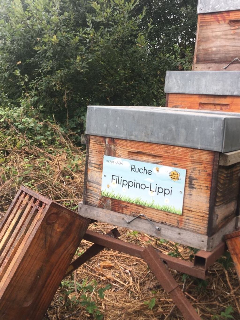 La ruche Filippino-Lippi