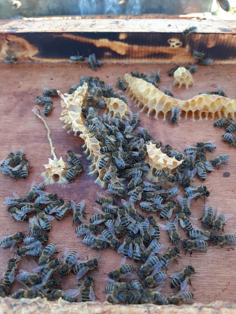 La ruche Filippino-Lippi